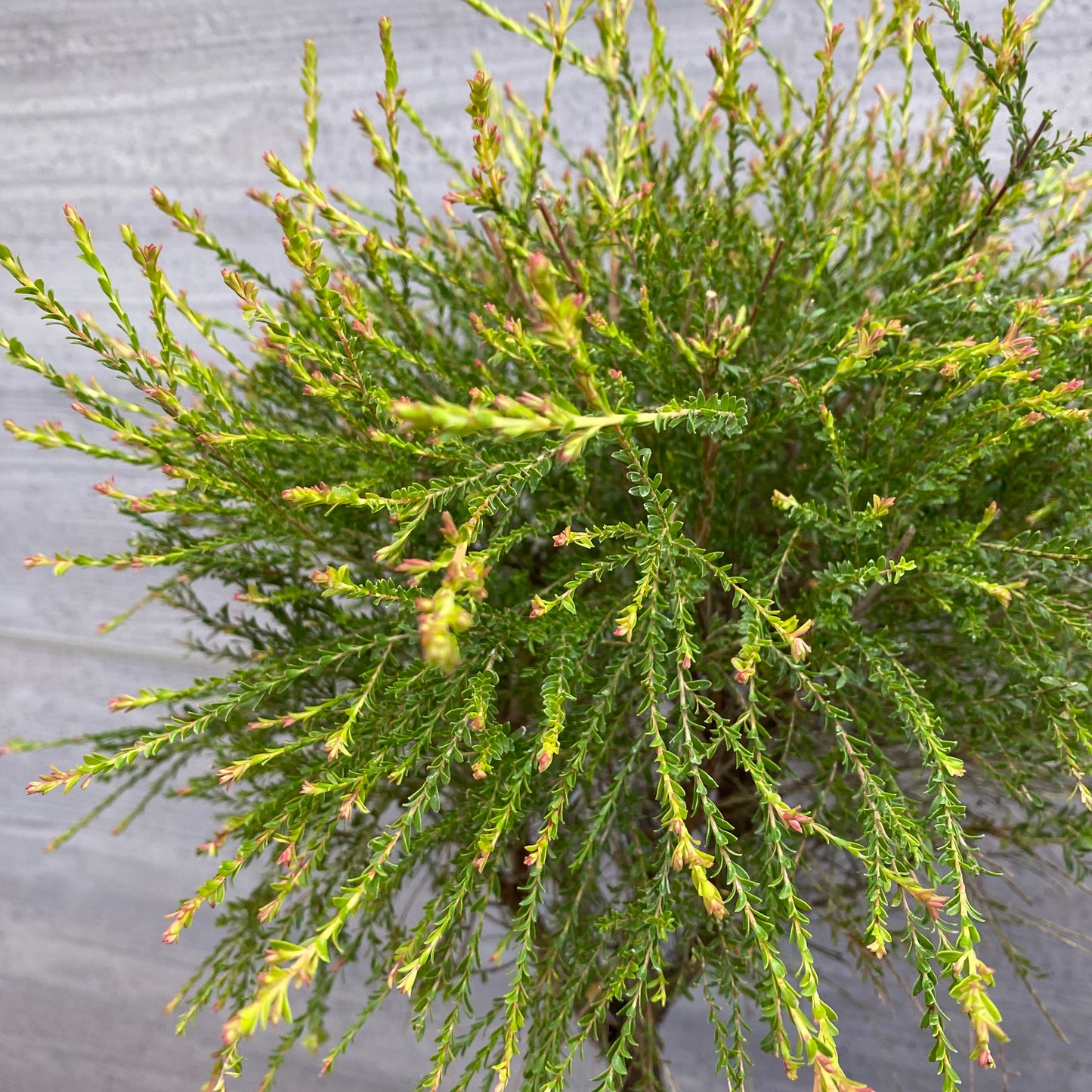 市場仕入れ即売会 No.25075 メラレウカ モスキートブロッカー 6号苗ポット