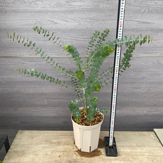 ユーカリ 銀世界 6号スリット鉢/オリジナル色