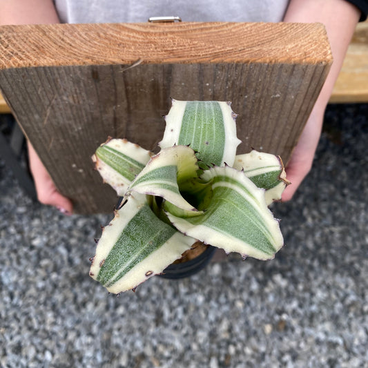 No.26007 ホヘンベルギア Karla 足場板仕立て