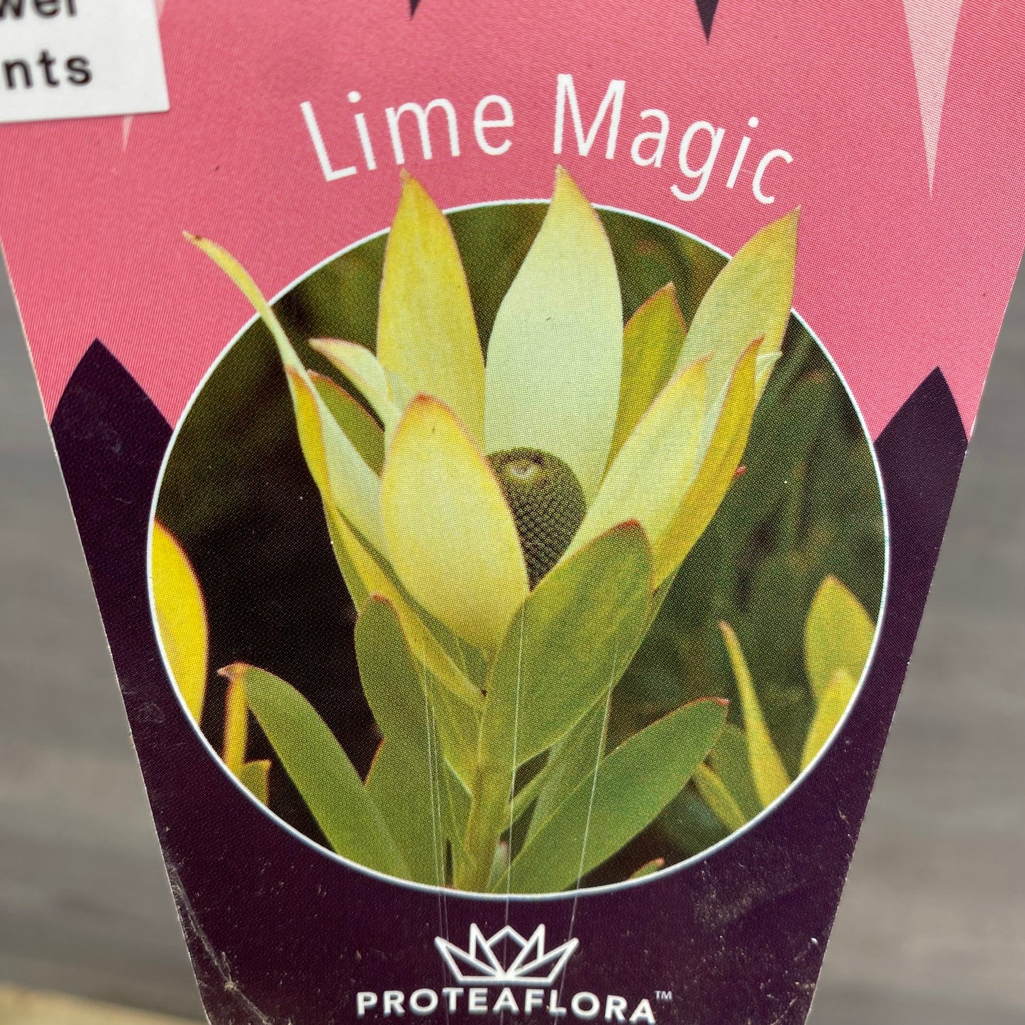 リュウカデンドロン ライムマジック オリジナルポット