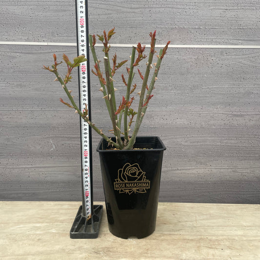 ローズなかしま★フレグランスローズ 彩華 5号鉢