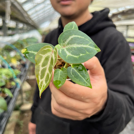 URBAN JUNGLE特集★U29 アンスリウム レッドクリスタリナム ミッシェル×ザラ