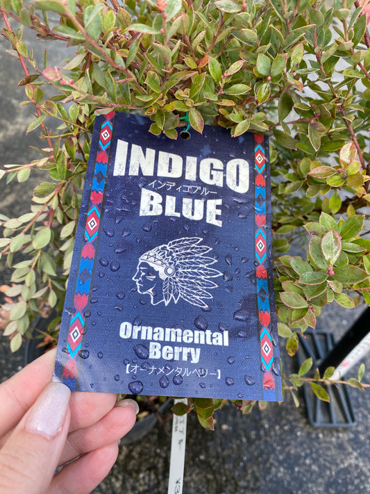 農場創業祭 No.26009 ブルーベリー インディゴブルー 6号鉢