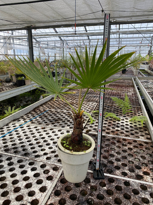 農場創業祭 No.26135 ワシントンヤシ 7号おすすめ白ポット