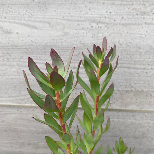 リューカデンドロン サマーフレーム 6号スリット鉢/オリジナル色