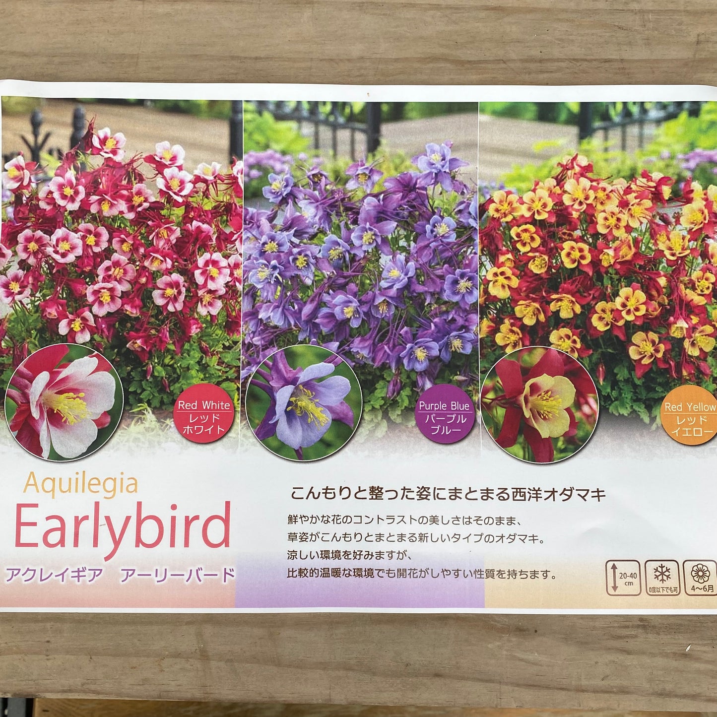 アクレイギア アーリーバード 3号苗ポット 3色セット