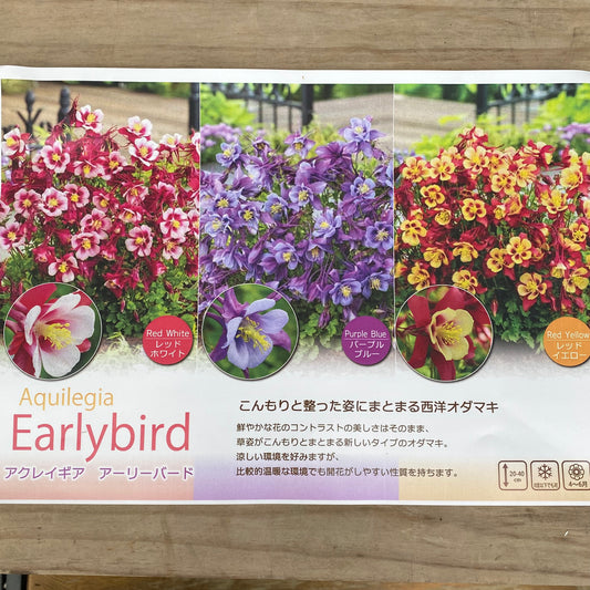 アクレイギア アーリーバード 3号苗ポット 3色セット