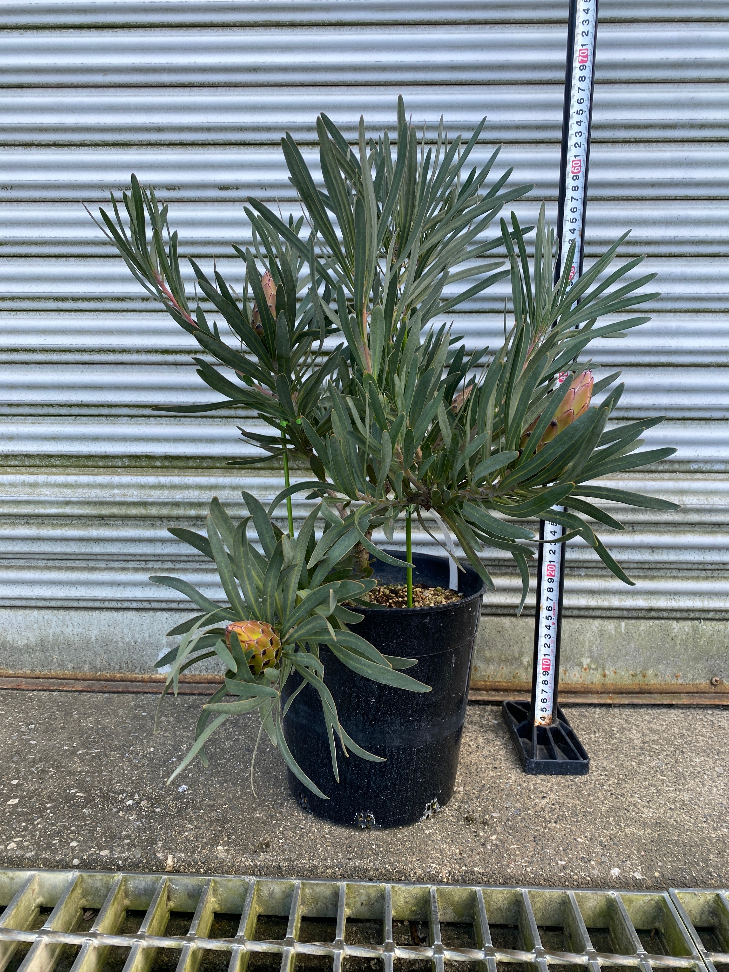 No.28039 プロテア ジュリエット 7号鉢 – 植物家族