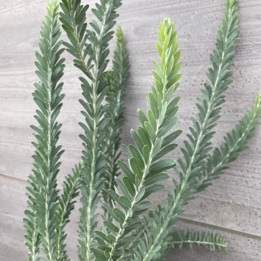 No.1301 アカシア ブルーブッシュ 6号鉢