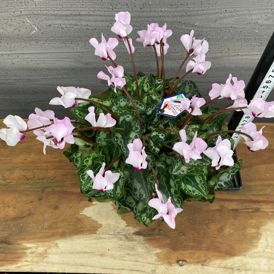 市場仕入れ即売会 No.25014 シクラメン プリティカーブ 薄ピンク 5号鉢