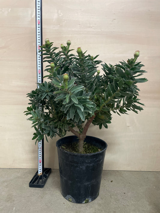 No.25009 リューコスペルマム コーディフォリウム 7号鉢