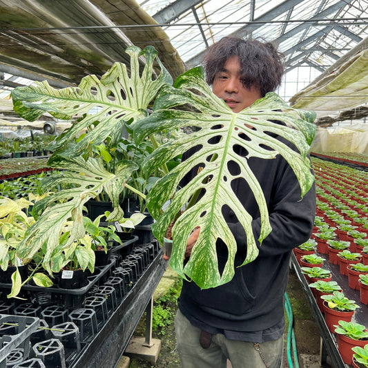 URBAN JUNGLE特集★U13 モンステラ デビルモンスター 5号鉢