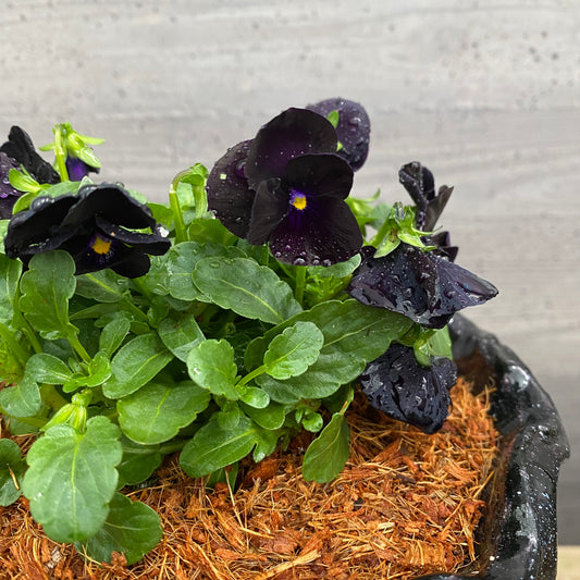 ビオラ キューガーデンポット黒