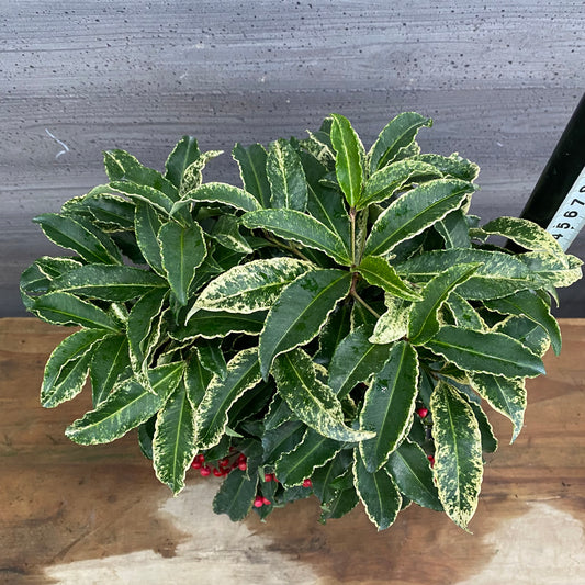 市場仕入れ即売会 No.25088 斑入り万両 曙大鵬 6号鉢