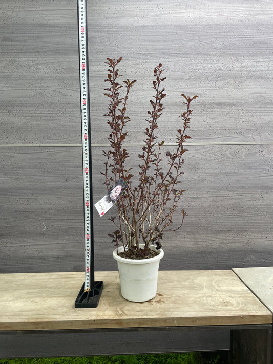 No.10030 アメリカテマリシモツケ サマーワイン 5号鉢