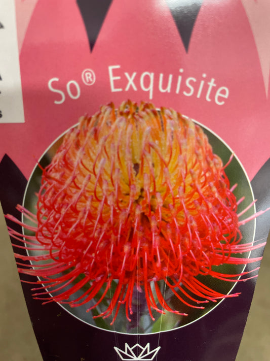 No.25012 リューコスペルマム ソーエクスクイジット 5号鉢