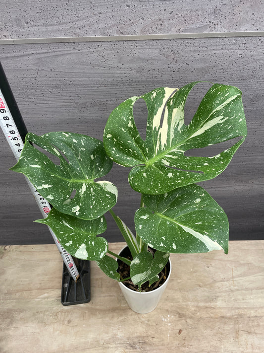 No.12010 モンステラ タイコンステレーション