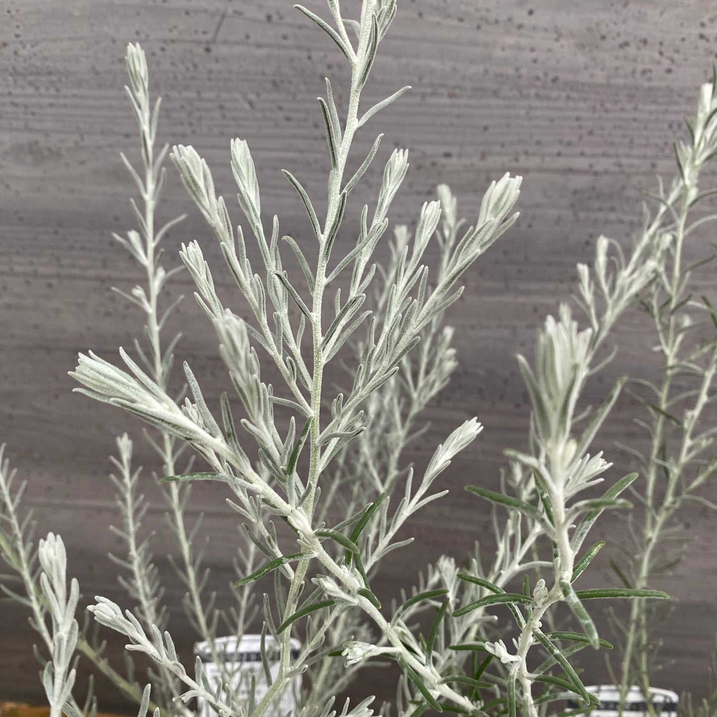 市場仕入れ即売会 No.25087 エレモフィア ニベア 2ポットセット