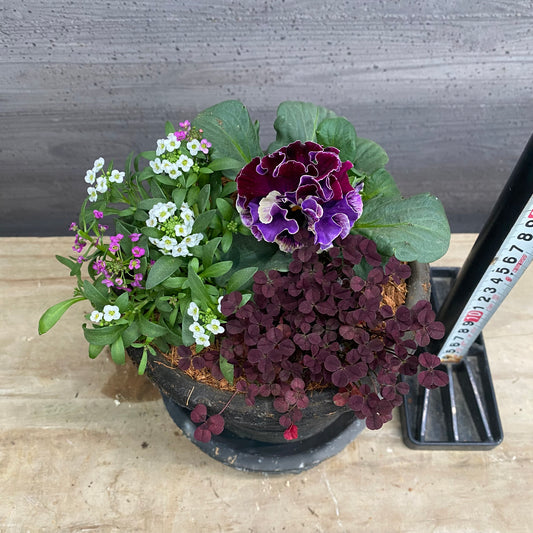 寄せ植えC キューガーデンポット