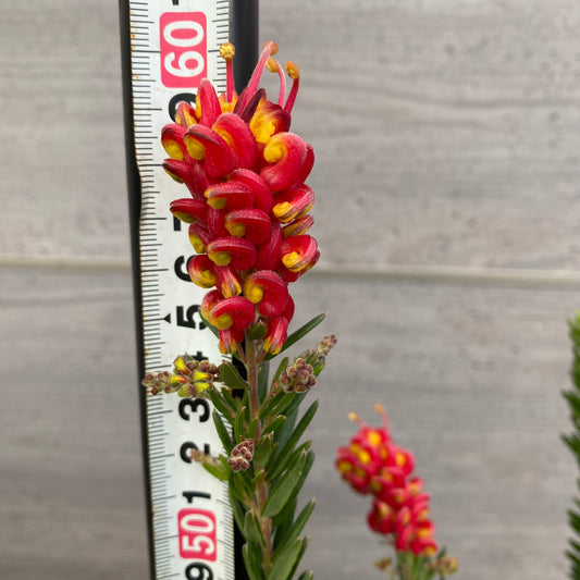 No.12015 グレビレア ファイヤーワークス グレープラ鉢