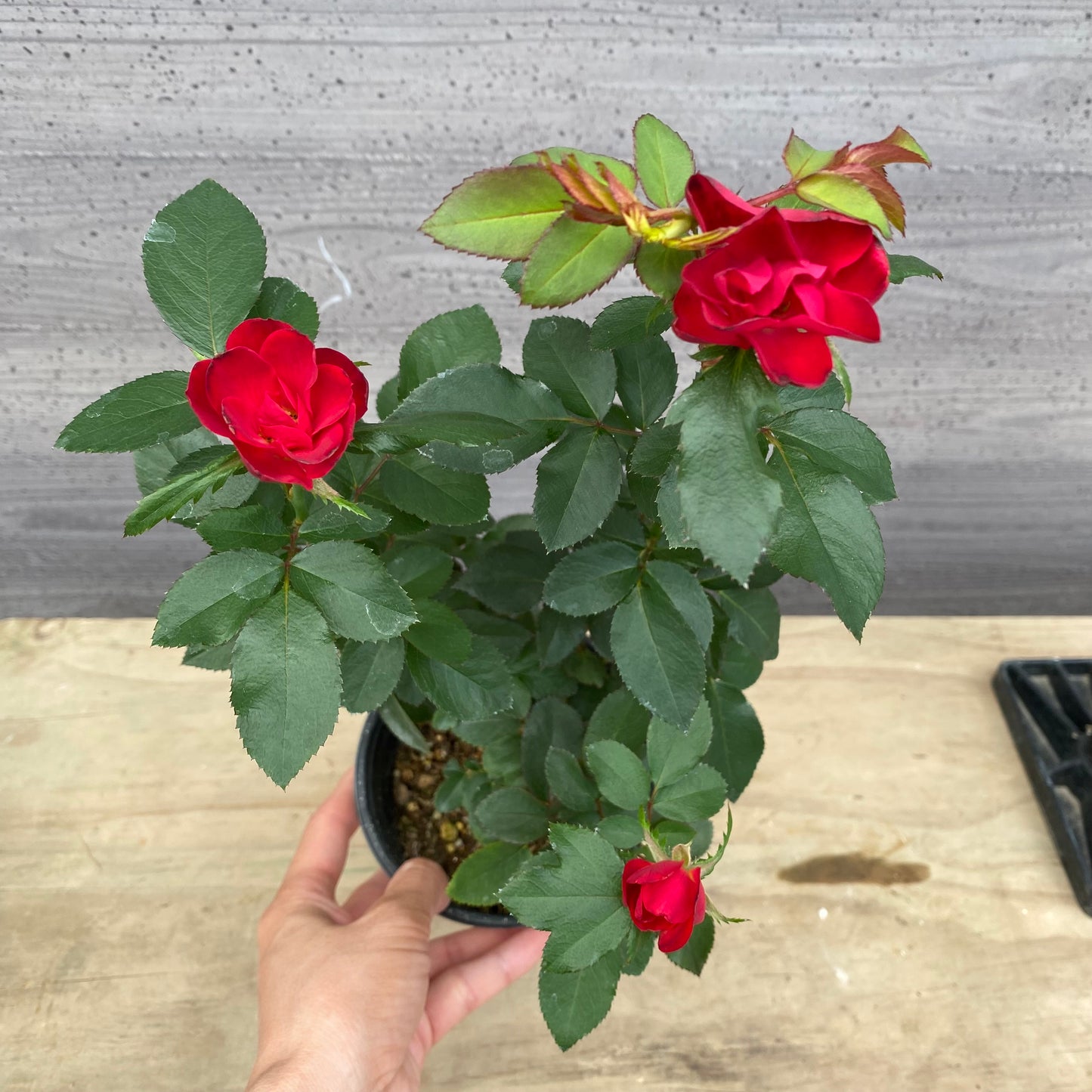 バラ ゼプティ 4.5号鉢