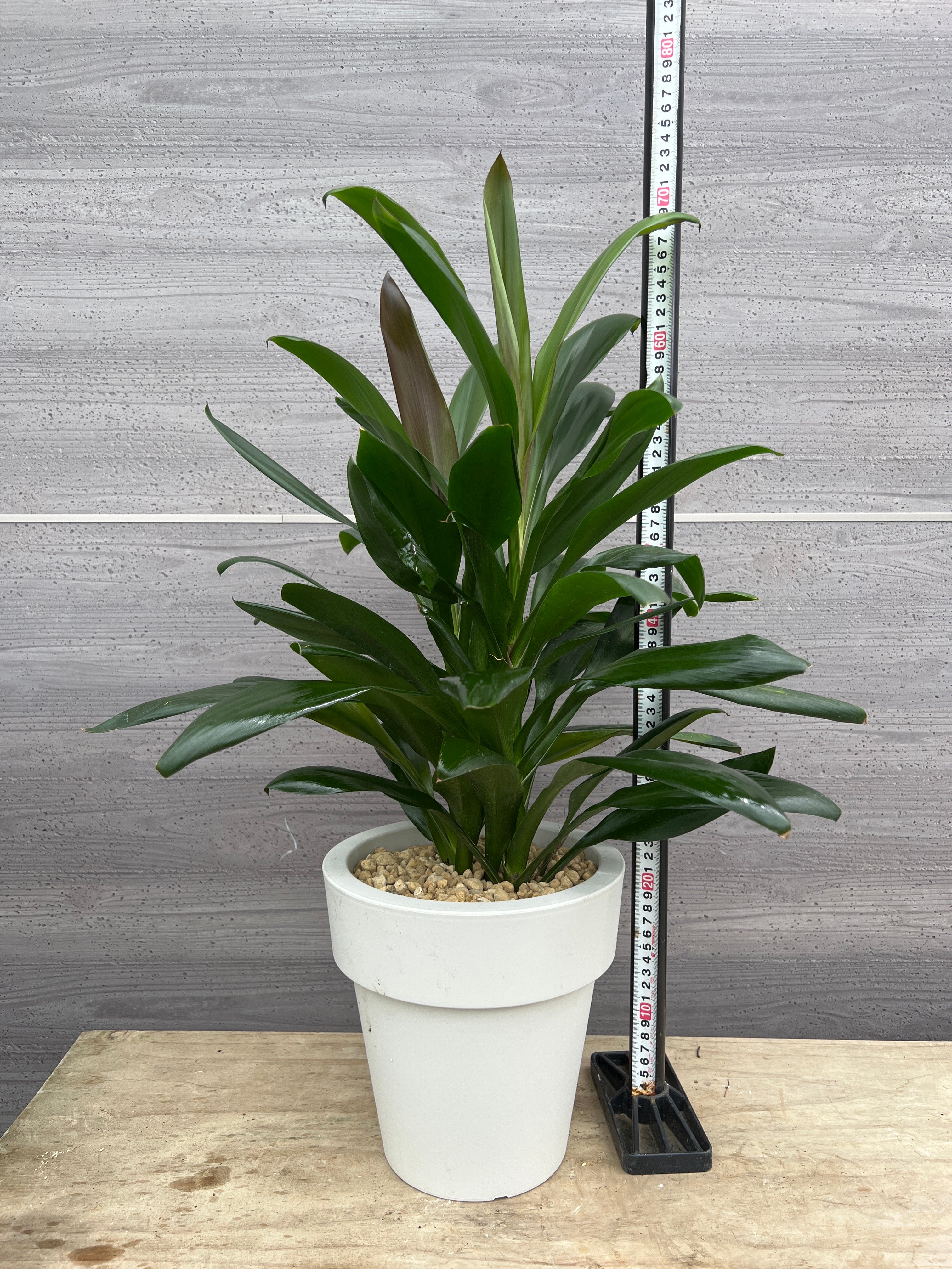 ドラセナ・グローカル 観葉植物 ドラセナ グローカル 8号 エディラウンド 黒 付き | 観葉植物