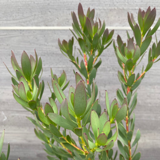 No.12006 リューカデンドロン サマーフレーム 5号鉢