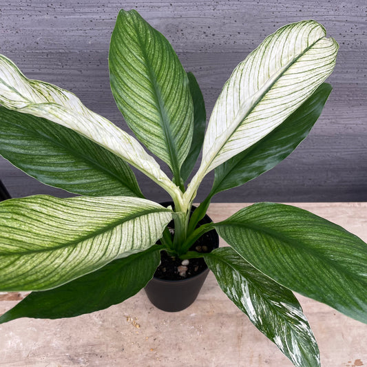 No.27005 斑入りスパティフィラム 4号鉢