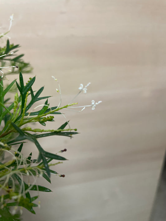 No.25003 グレビレア ホワイトウィングス 6号鉢