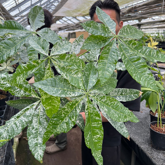 URBAN JUNGLE特集★U35 実生パキラ 斑入り 4号鉢