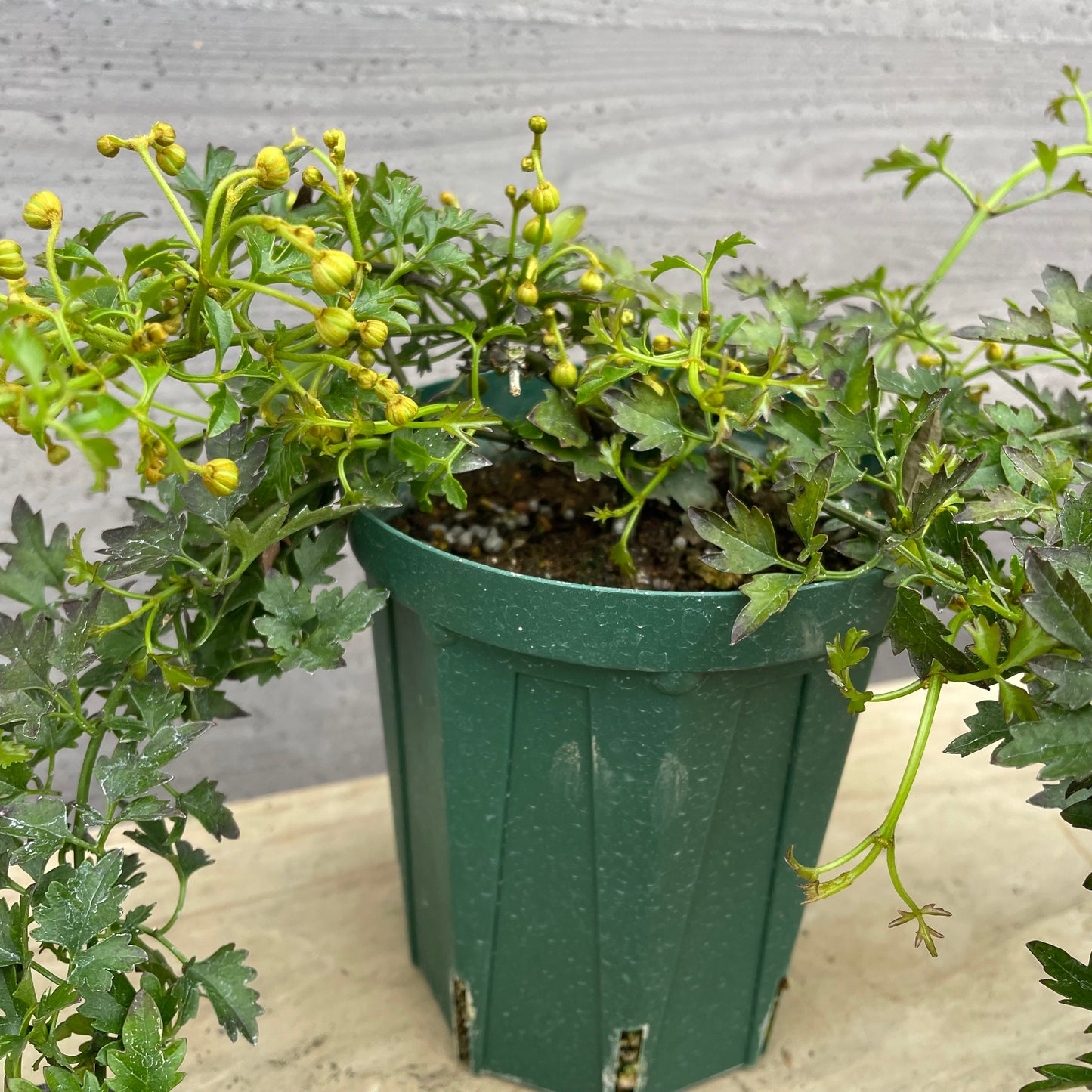 No.27001 クレマチス フレグラントオベロン 4号鉢