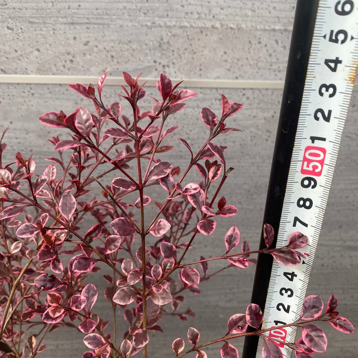 ロフォミルタス マジックドラゴン 6号スリット鉢/オリジナル色