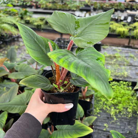 URBAN JUNGLE特集★U18 フィロデンドロン セルペンス 3号鉢