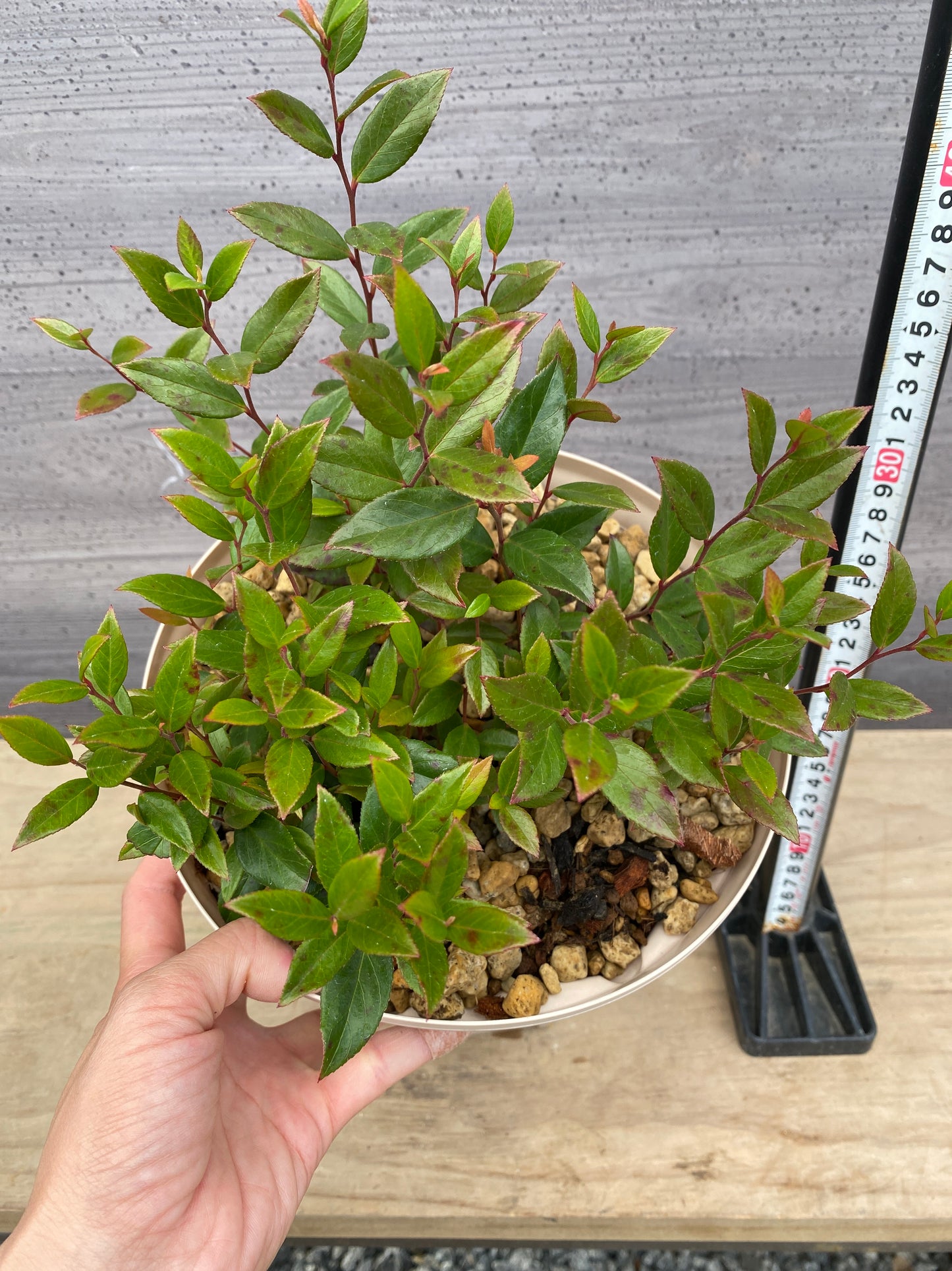 ルコテー リトルフレーム 7号スリット鉢/オリジナル色