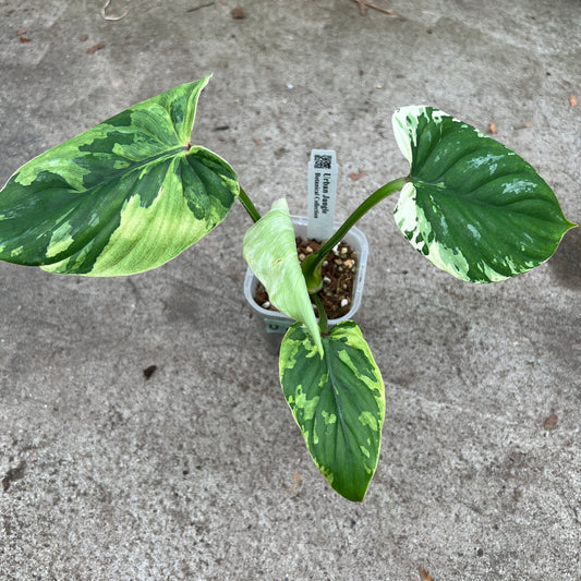 URBAN JUNGLE特集★U03 フィロデンドロン プロマニー