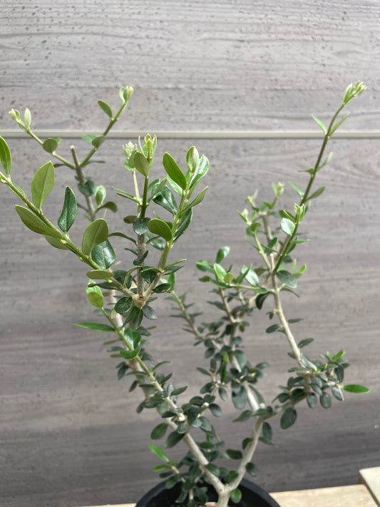 No.10026 オリーブ 実生 5号鉢