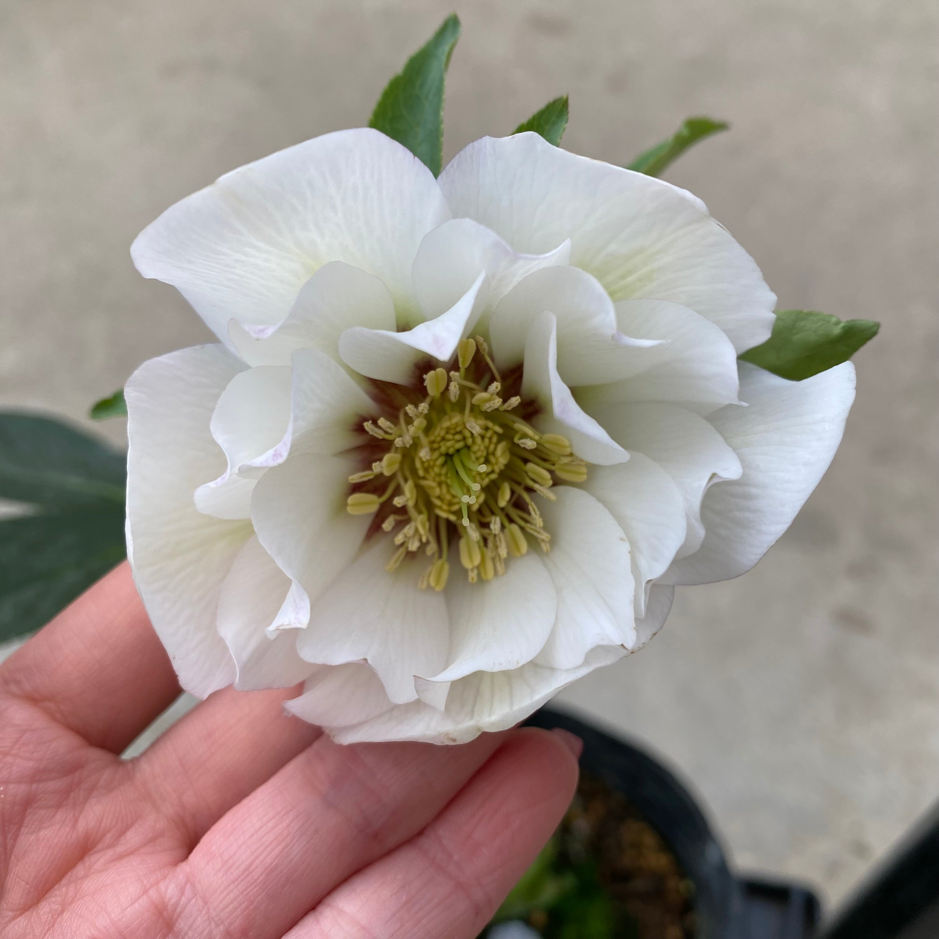 20072 クリスマスローズ ダブル咲き 3.5号苗ポット – 植物家族