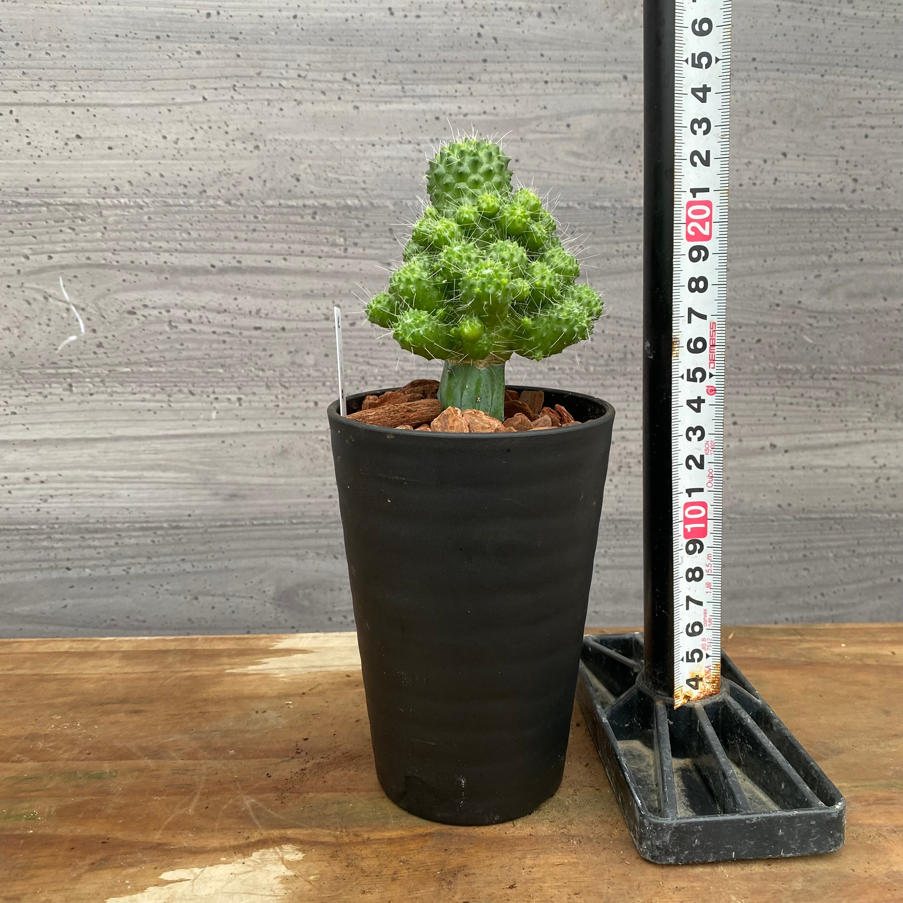 市場仕入れ即売会 No.25060 サボテン接ぎ木F 3号鉢 – 植物家族