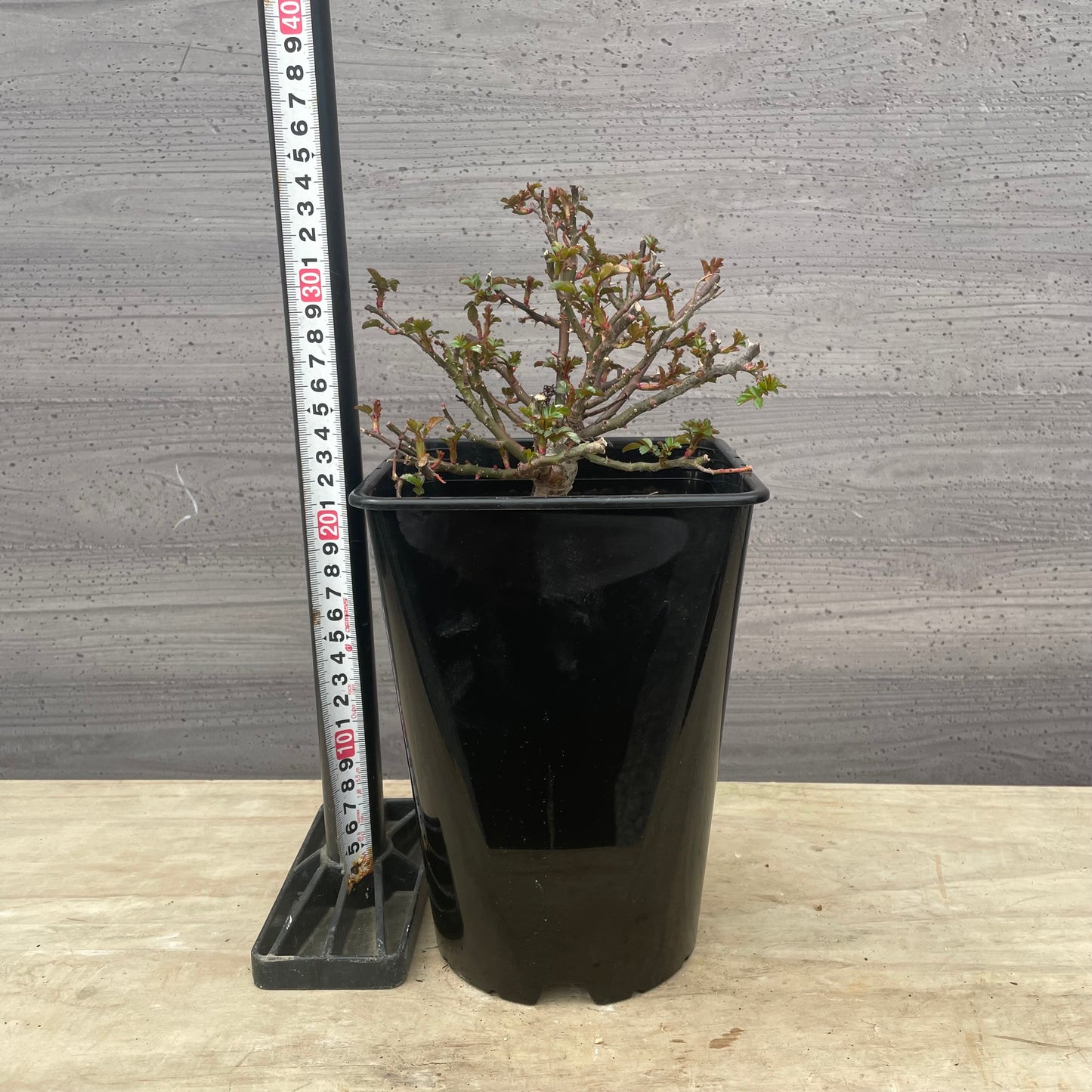 ローズなかしま★ミニバラ グリーンアイス 5号鉢