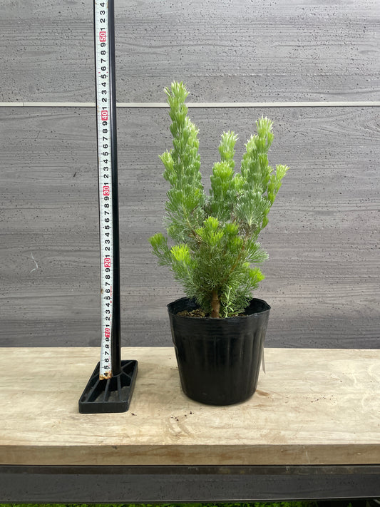 No.10024 アデナントス ウーリーブッシュ 5号苗ポット