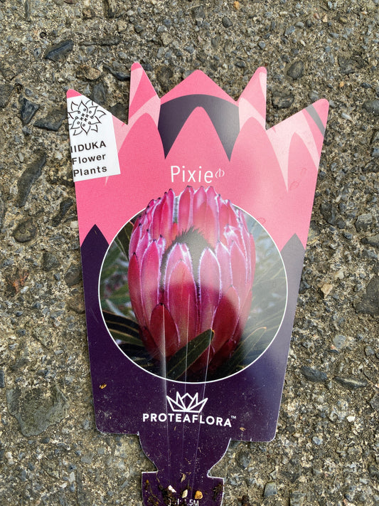 No.28040 プロテア ピクシー 7号鉢