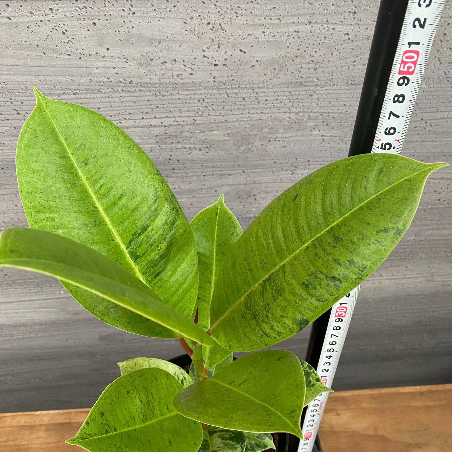 市場仕入れ即売会 No.25020 フィカス ジン 5号鉢 黒