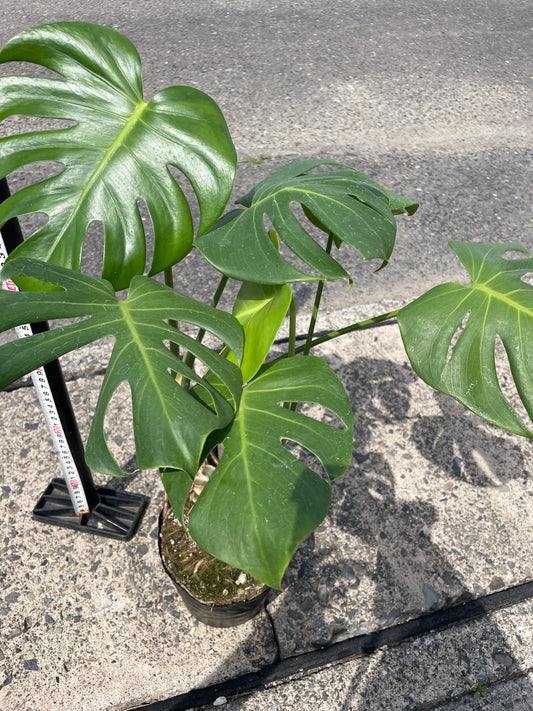 No.17018 モンステラ デリシオーサ 5号苗ポット