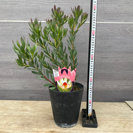 No.12006 リューカデンドロン サマーフレーム 5号鉢