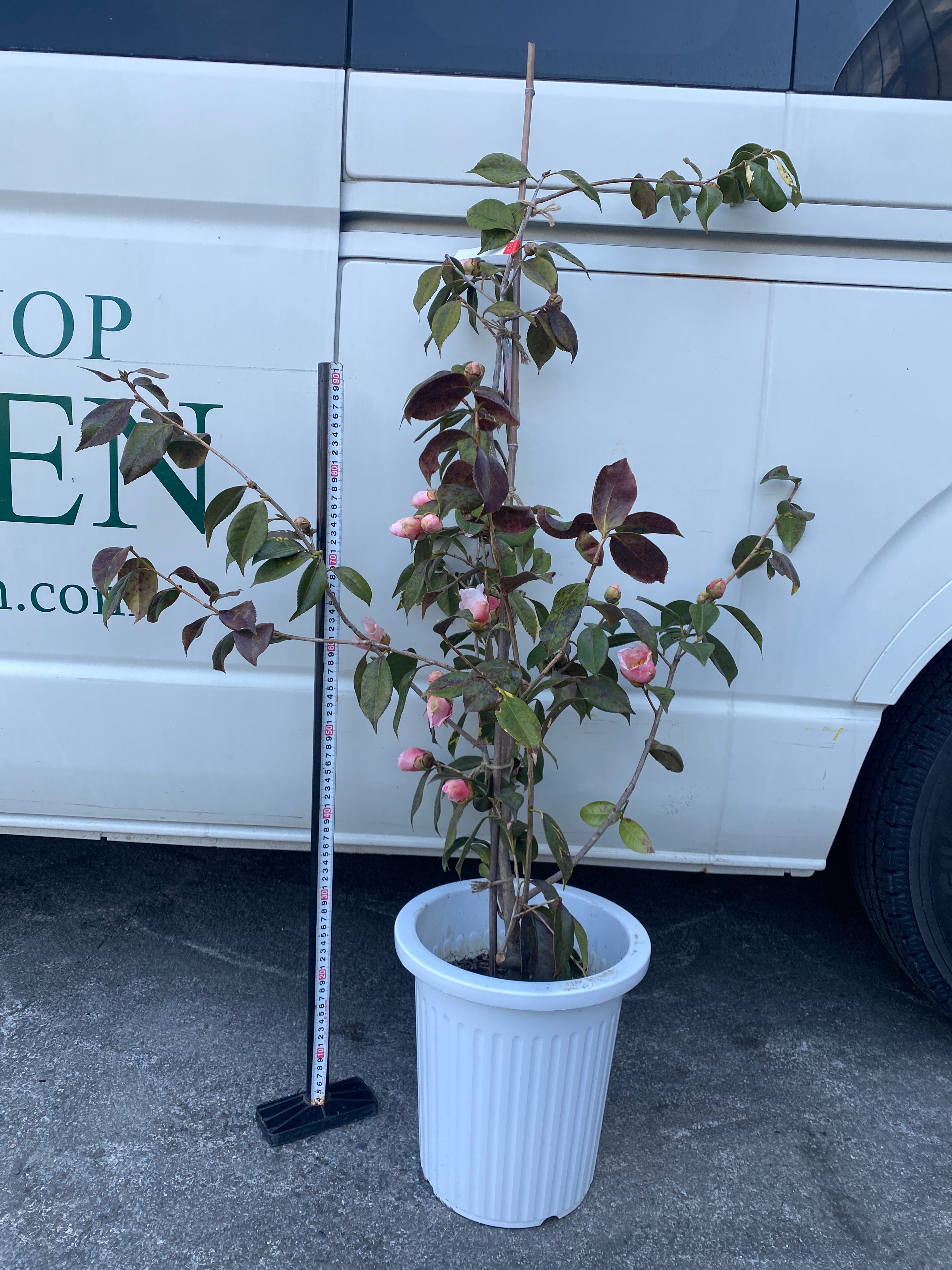 M009 椿 西王母 9号鉢 – 植物家族