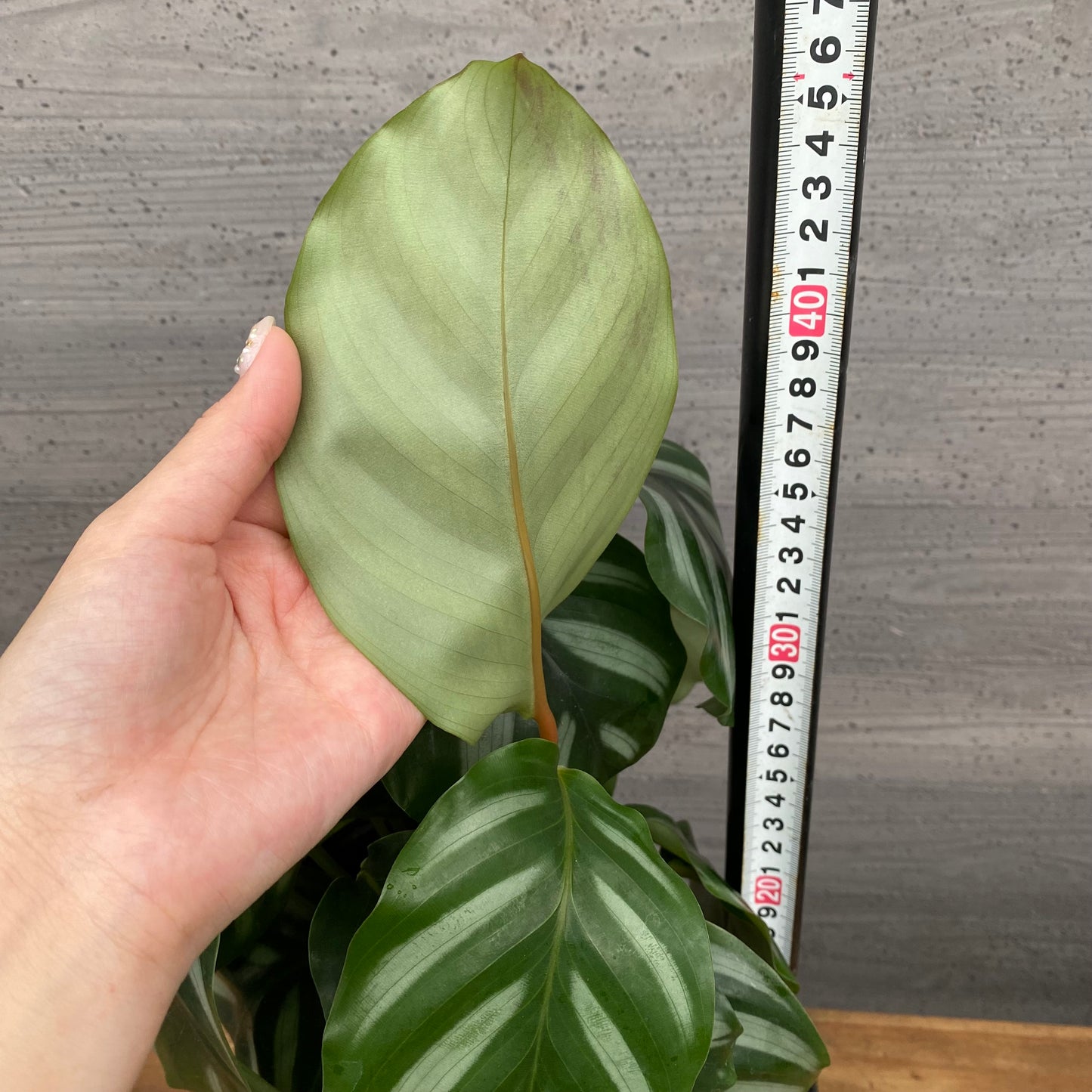 市場仕入れ即売会 No.25038 カラテア ベサール 5号鉢