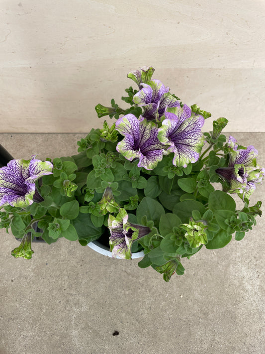 No.27007 ペチュニア アマゾネス ラムコカトゥー 5号鉢