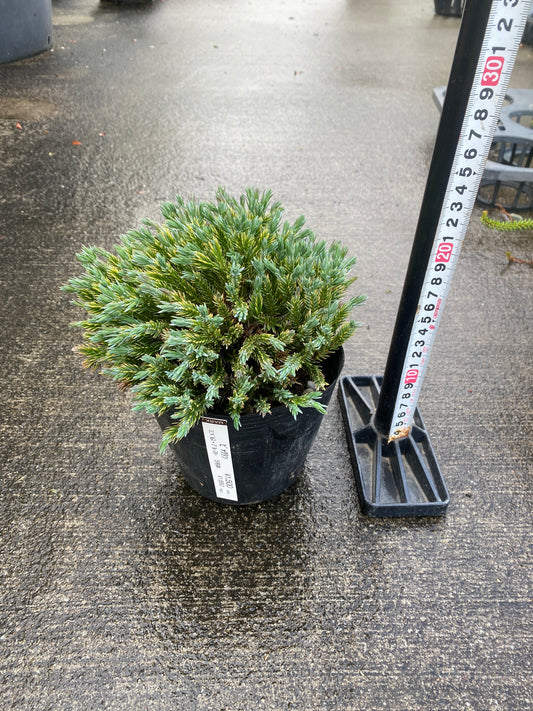 農場創業祭 No.26042 ビャクシン 5号苗ポット