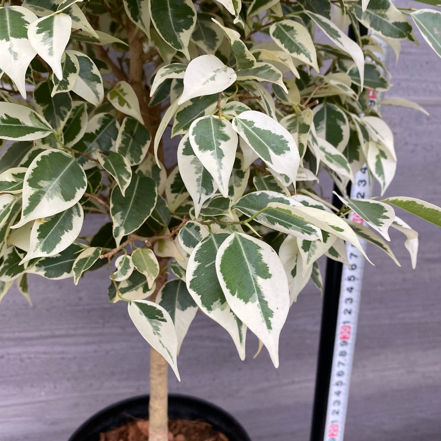 市場仕入れ即売会 No.25021 フィカス ベンジャミン スターライト 6号鉢