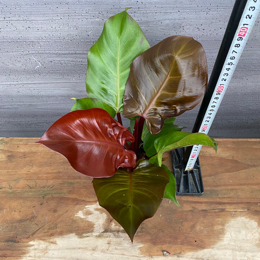 市場仕入れ即売会 No.25031 フィロデンドロン チェリーレッド 3.5号鉢